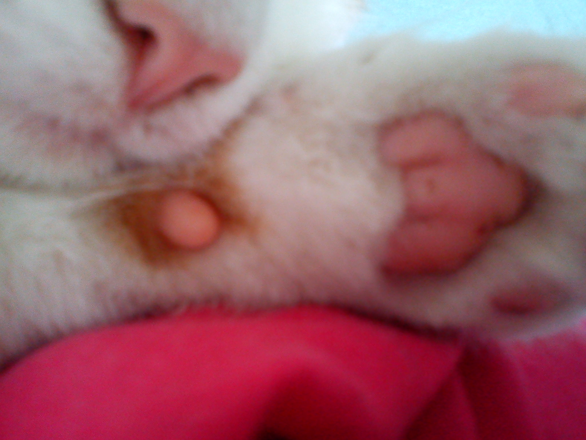 katze was ist das an der pfote katzen