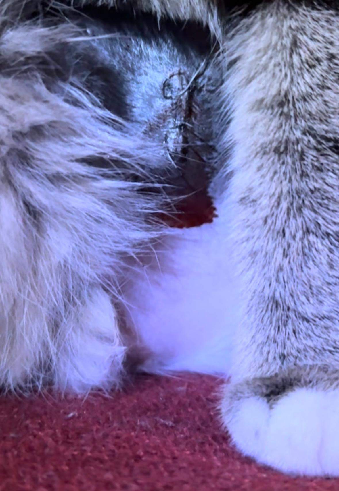 Katze Weibchen blutet nach kastrieren? (Tiere, Operation, Tierarzt)