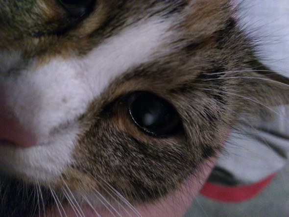 Katze Weisses Im Auge Gesundheit Und Medizin Tiere Augen