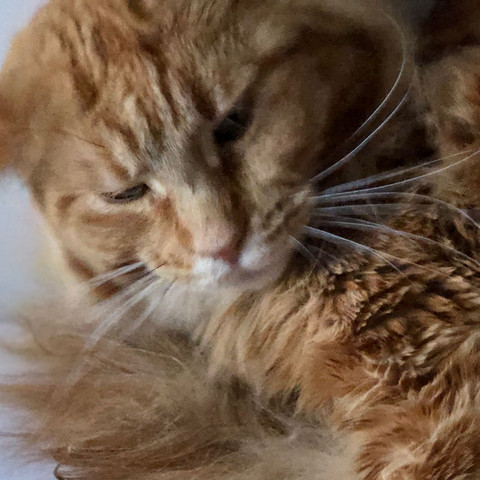 Das ist sie meiner kleine süßer Kater😍 - (Tiere, essen, Katze)