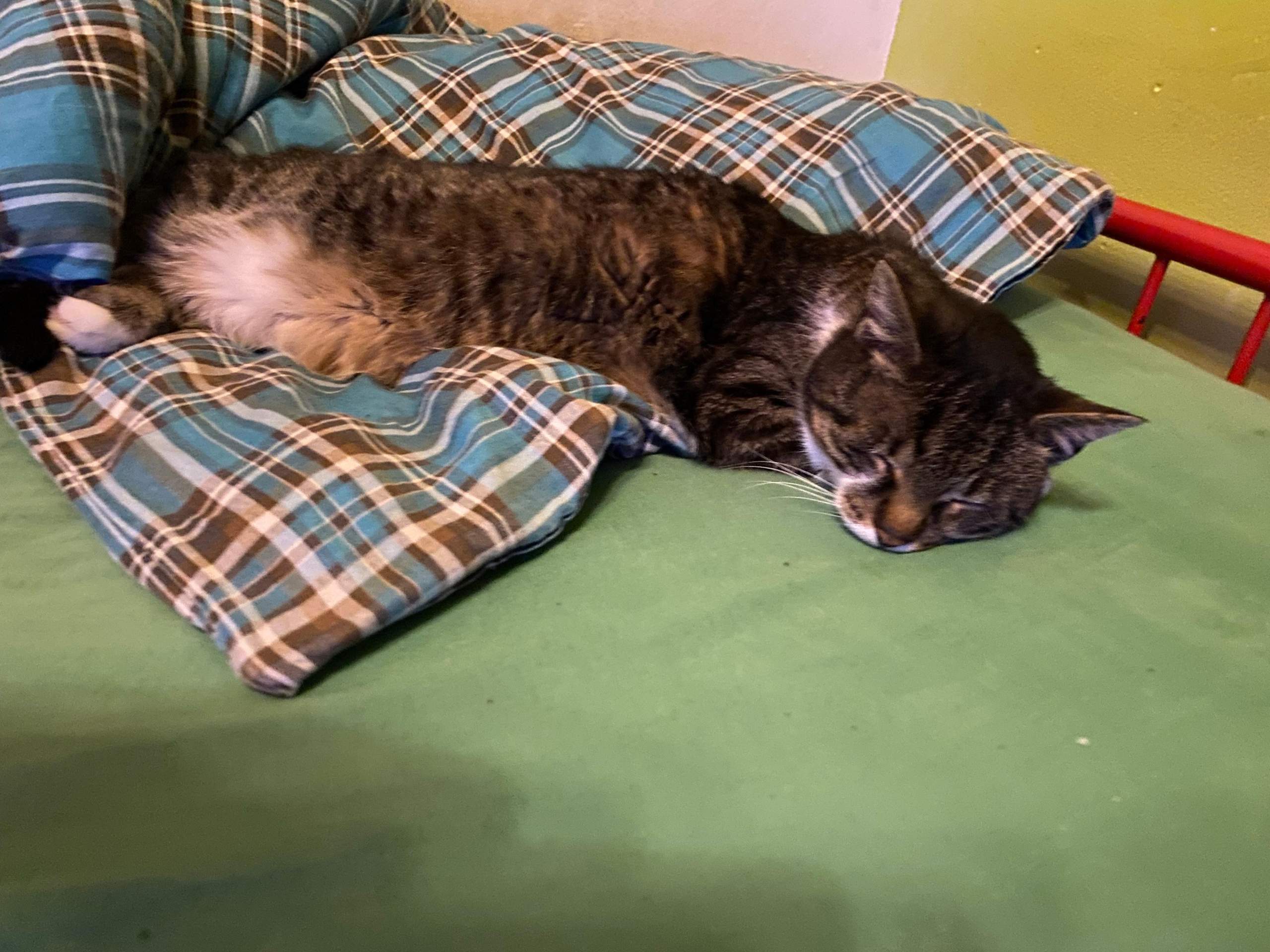 Katze Will Nicht Mehr Raus Und Schläft Viel www.gutefrage.net