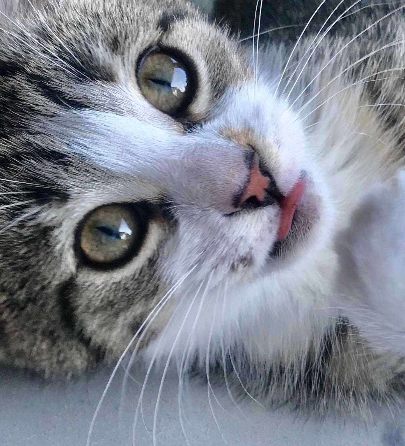 katze wunde im gesicht katzen tierarzt