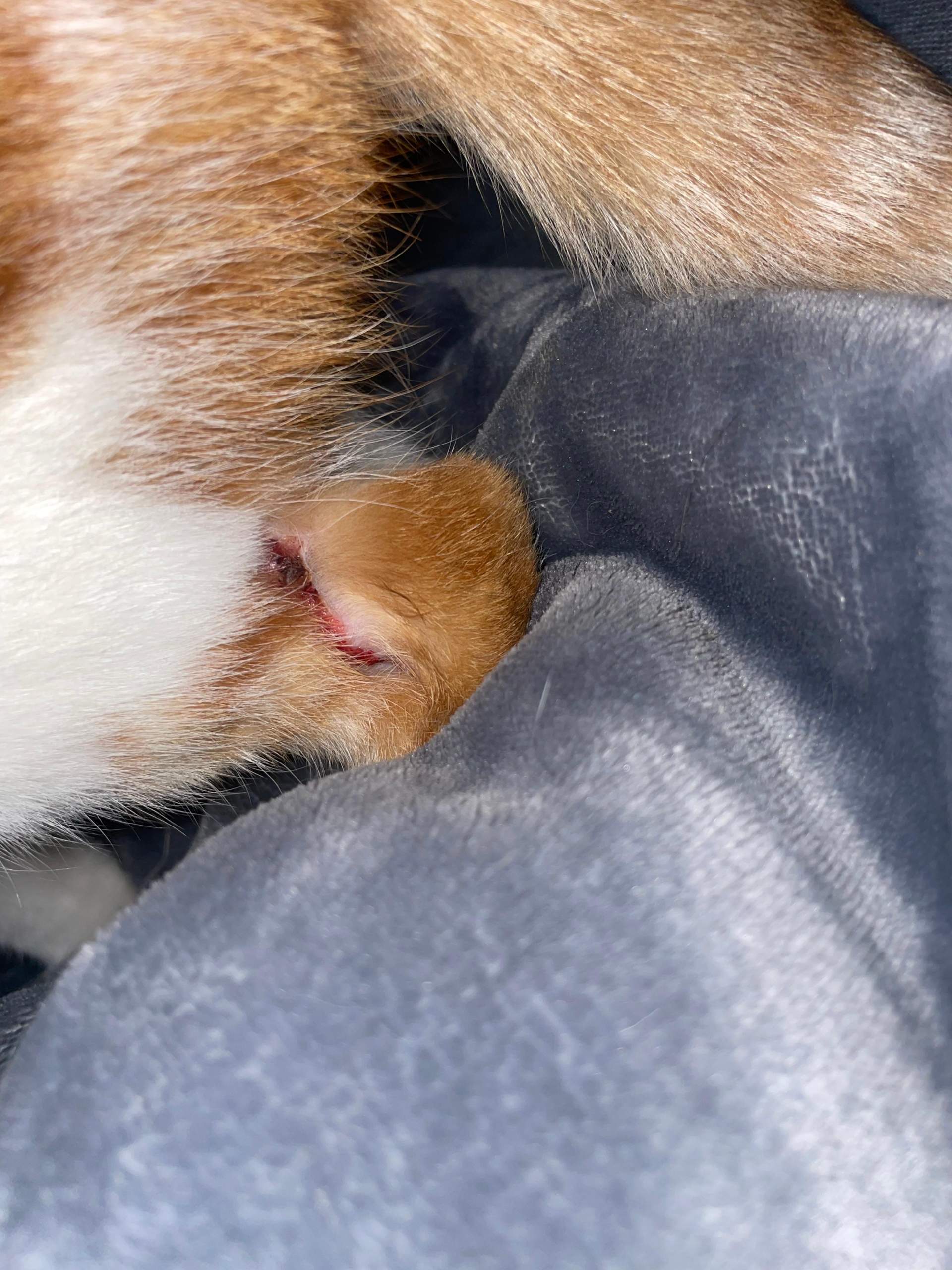 Katze Wunde nach Autounfall? (Tierarzt, Kater, Tiermedizin)