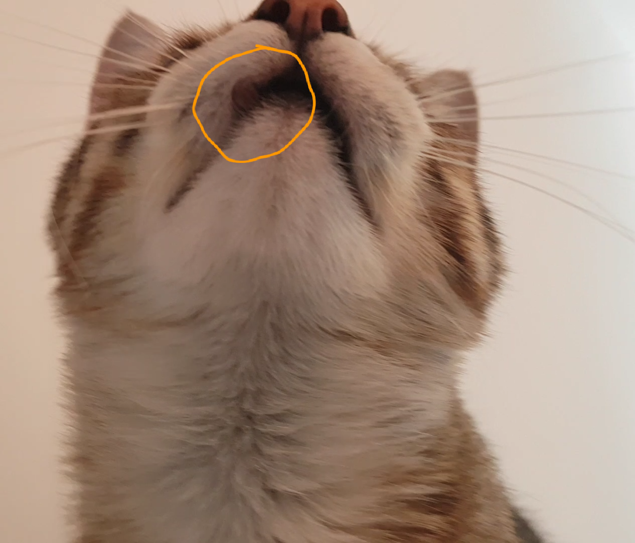 katze wunde oder tumor krank