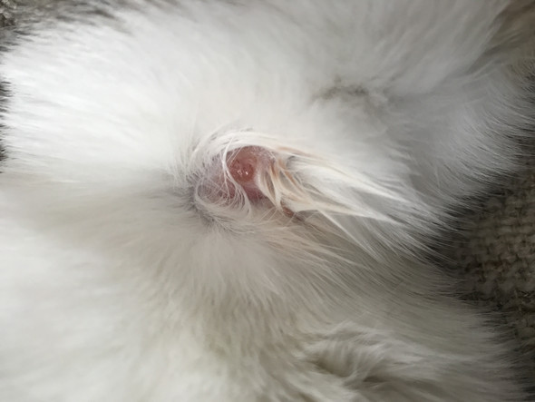 katze wunde unteren halsbereich