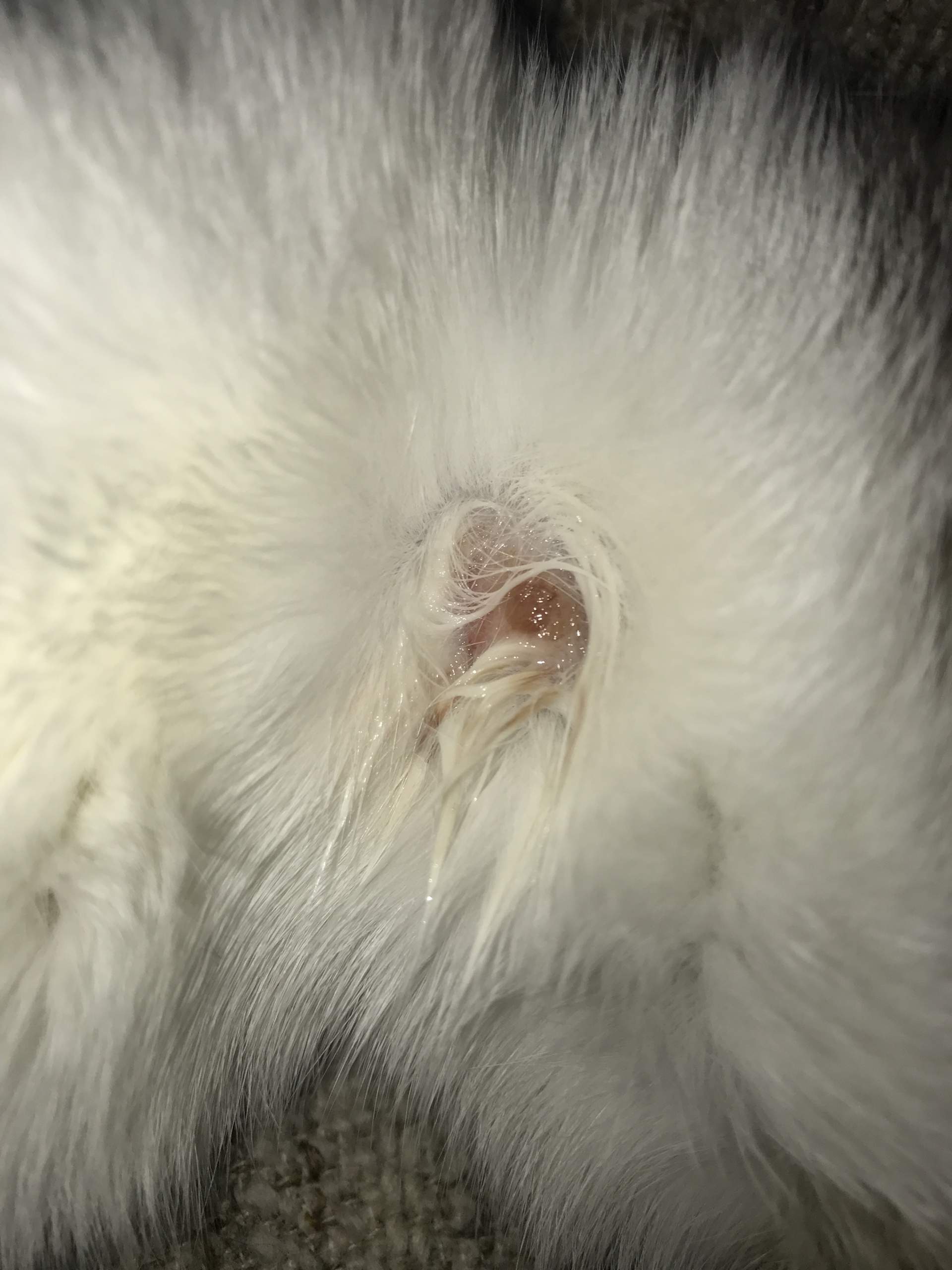 Katze Wunde unteren Halsbereich?