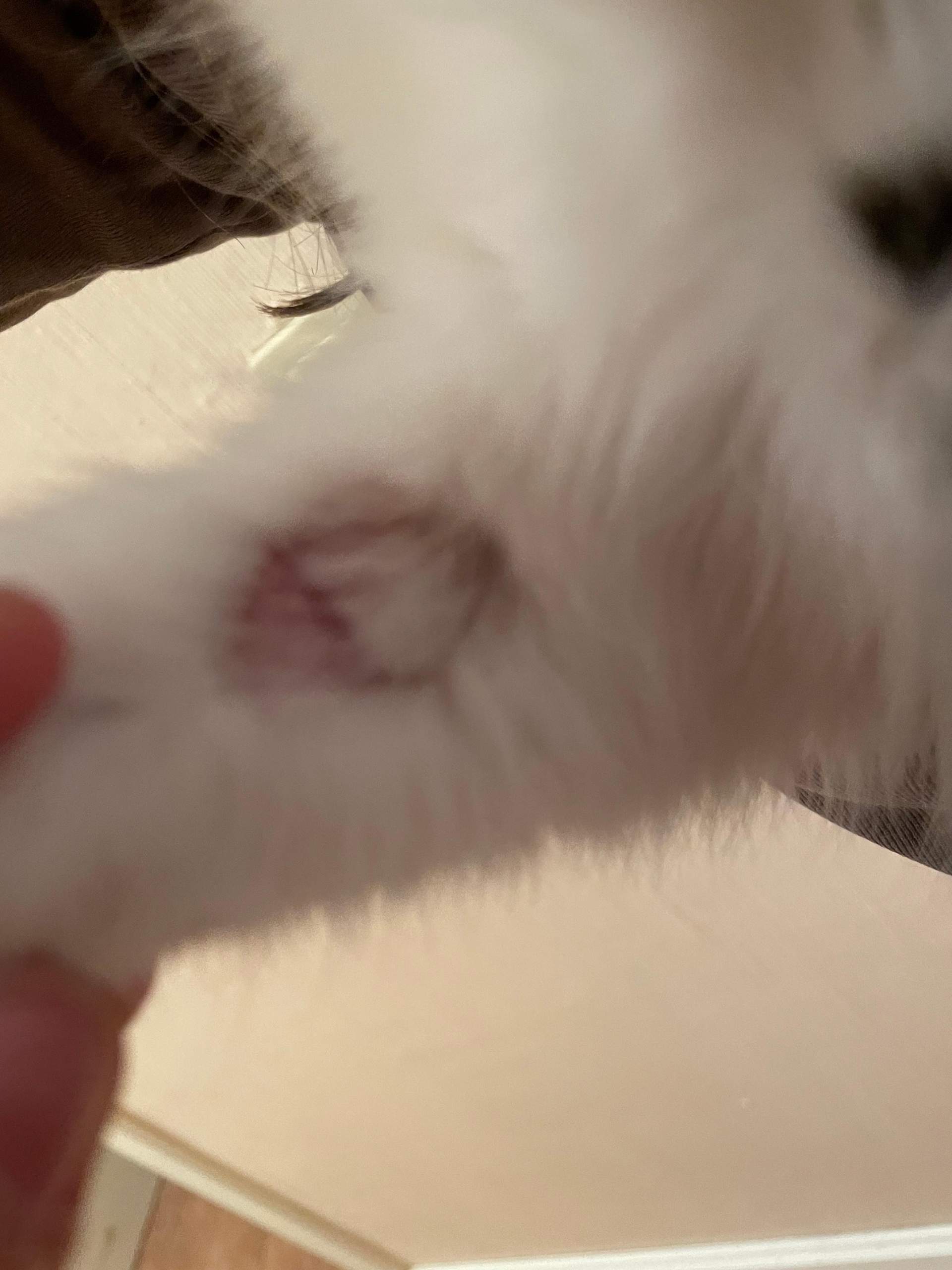 Katze Wunde/Fleck am Vorderen bein? (Entzündung, Tiermedizin, Hauskatze)