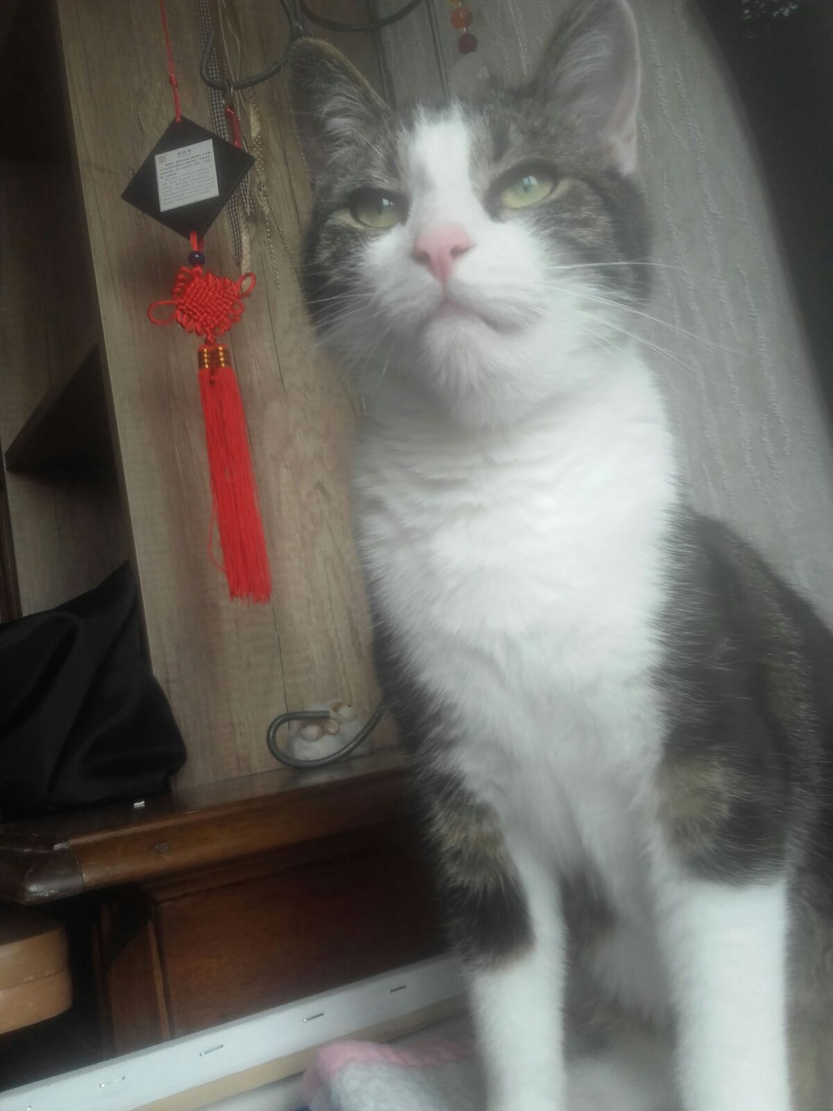 katze wurde gestochen was tun gesundheit und medizin
