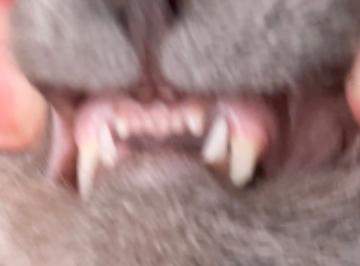 Katze Zahn abgebrochen was tun?