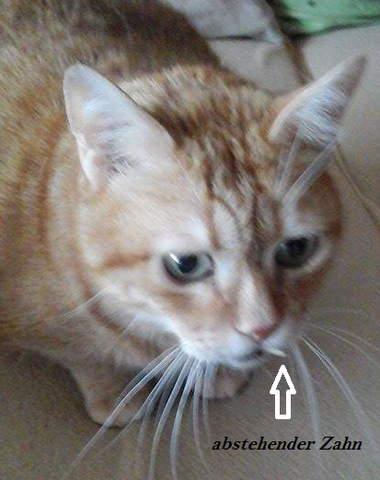 katze zahn milchzahn zahne