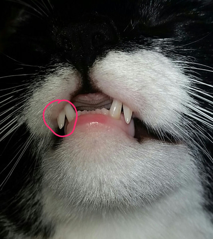  - (Katze, Zähne)