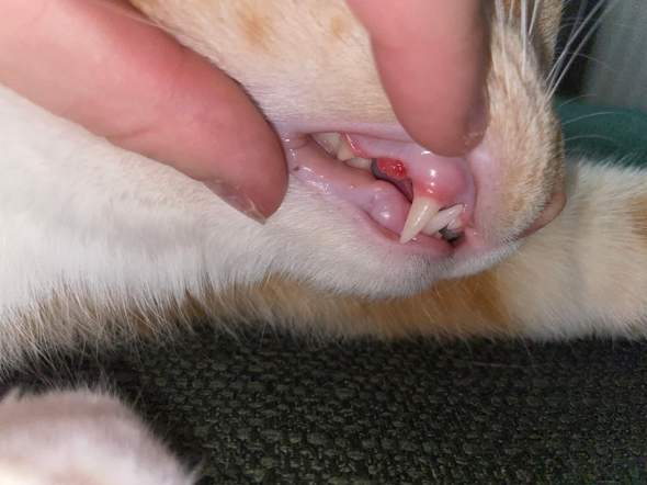 Katze Zahnwechsel rote Stelle?