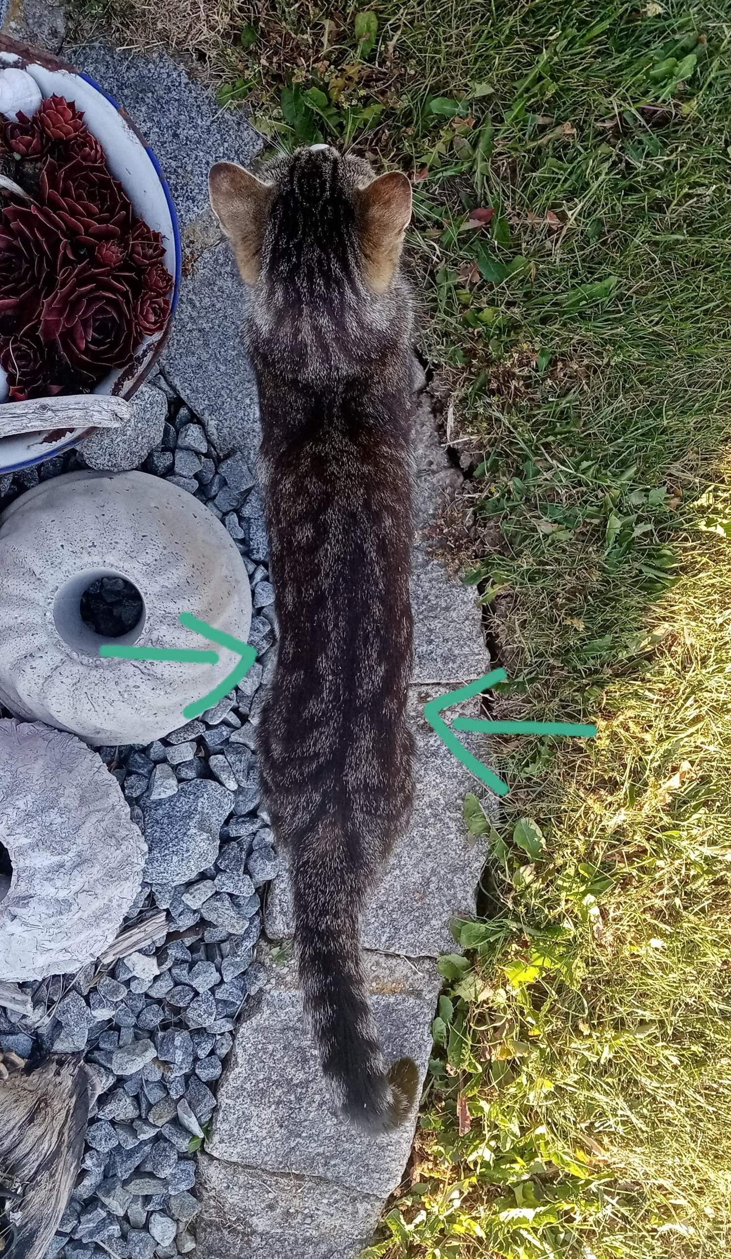 Katze zu dünn? (Futter, Tiergesundheit)