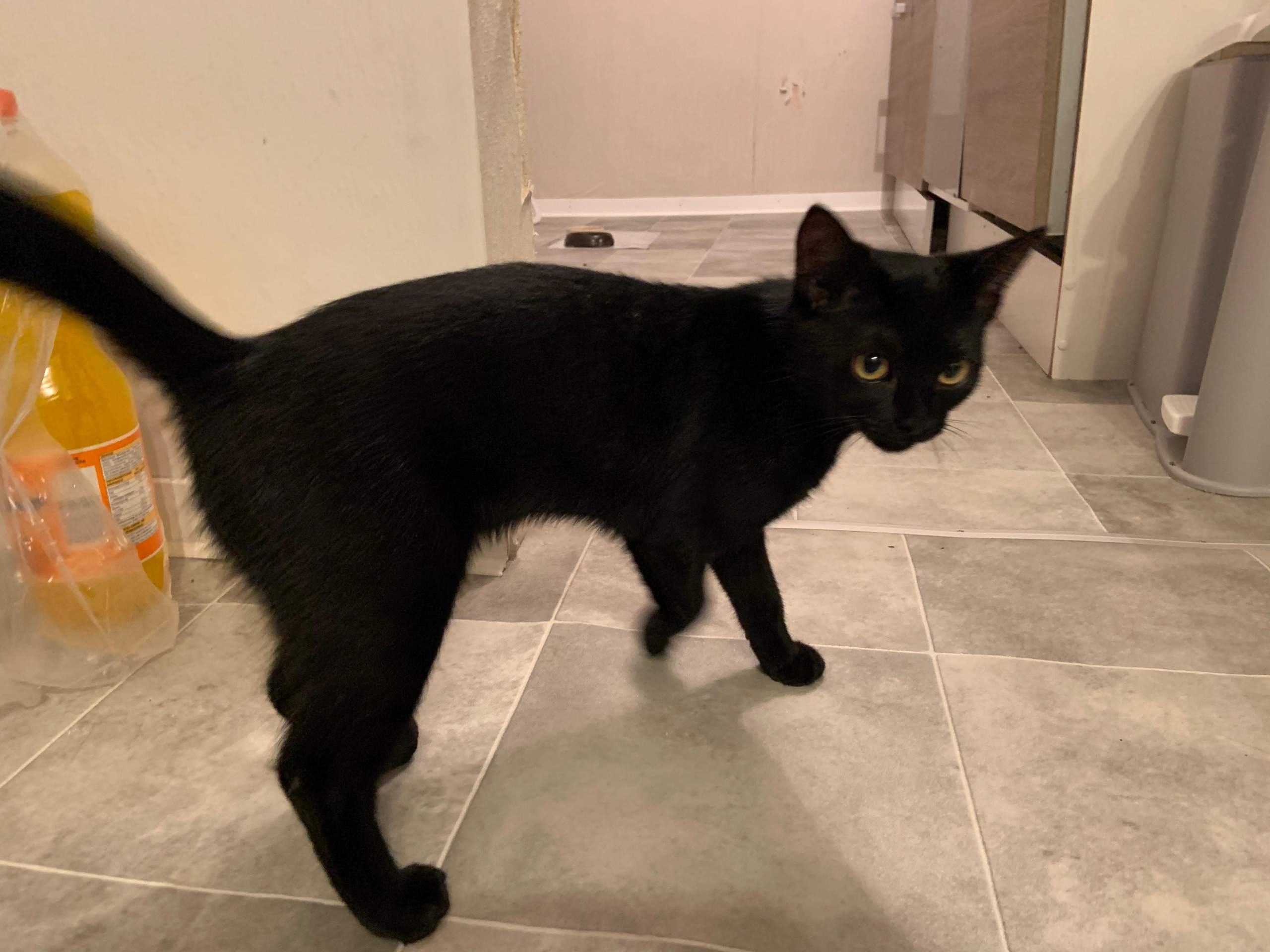 Katze(bkh) zu dünn? (Essen, gewichte)