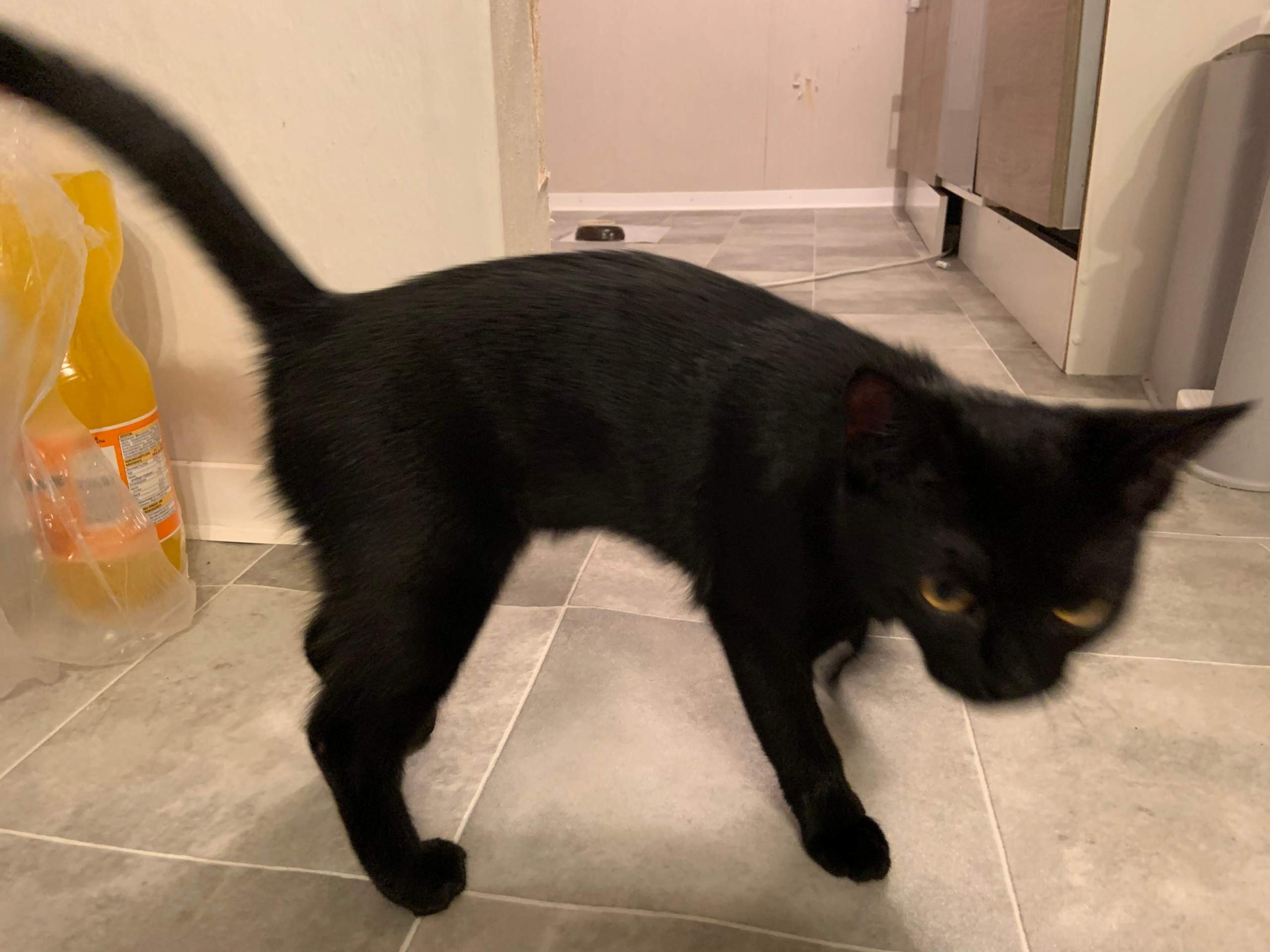 Katze(bkh) zu dünn? (Essen und Trinken, gewichte)