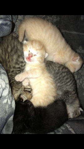Katzen Baby 16 Tage Alt Bindehautentzündung Von Mama Und
