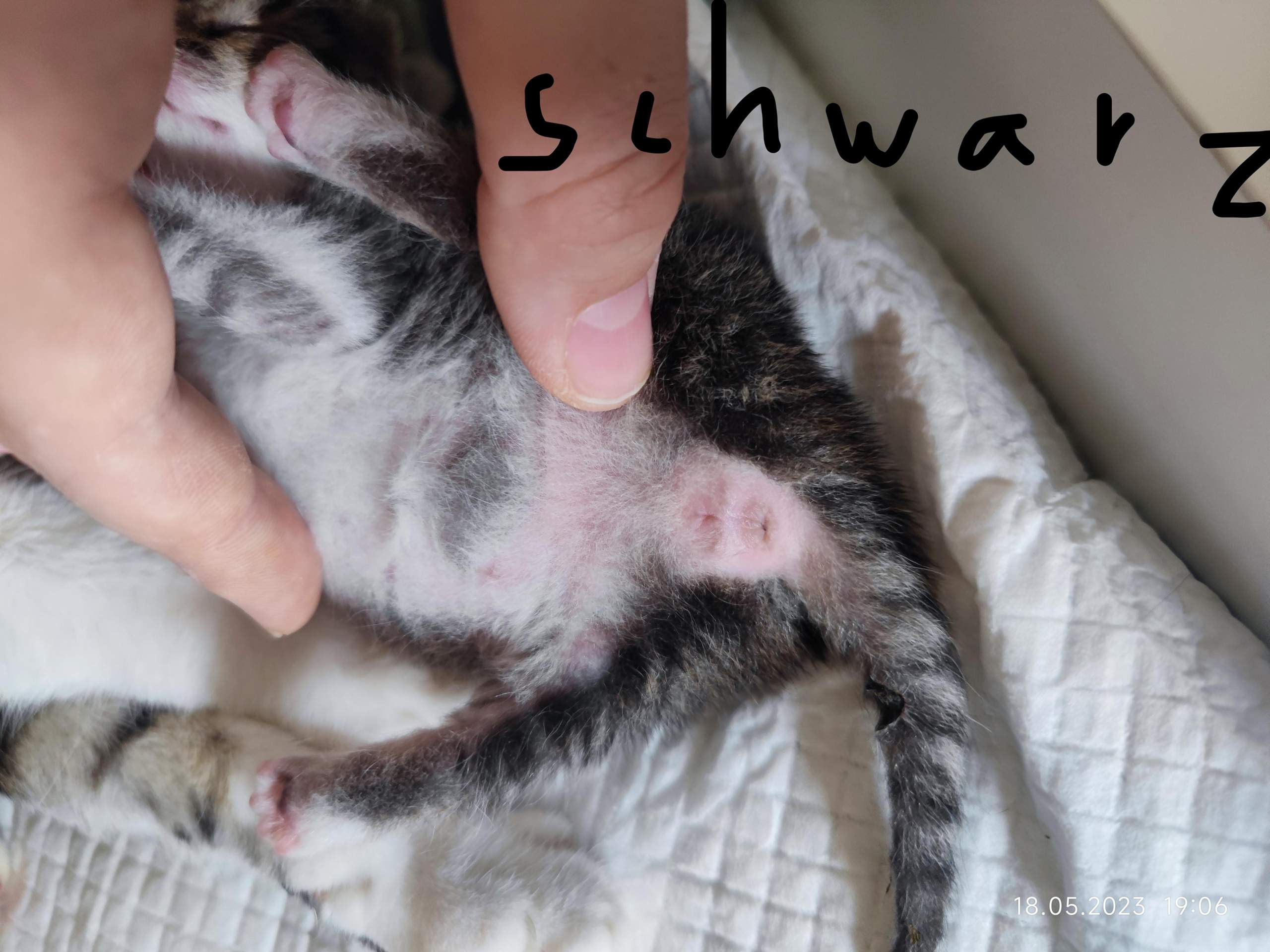 Katzen Babys 1 Woche Hilfe bei Geschlechtsbestimmung. Mit Bildern der Kitten. Welches Geschlecht Katzen Babys 1 Woche Hilfe bei Geschlechtsbestimmung. Mit Bildern der Kitten. Welches Geschlecht