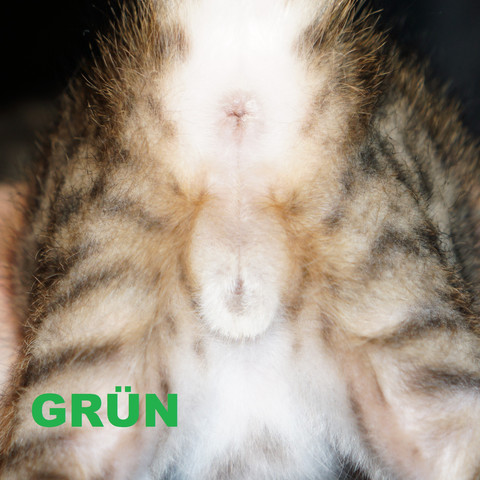 Grün: Geschlecht? - (Katze, Geschlecht, Katzenjunges)