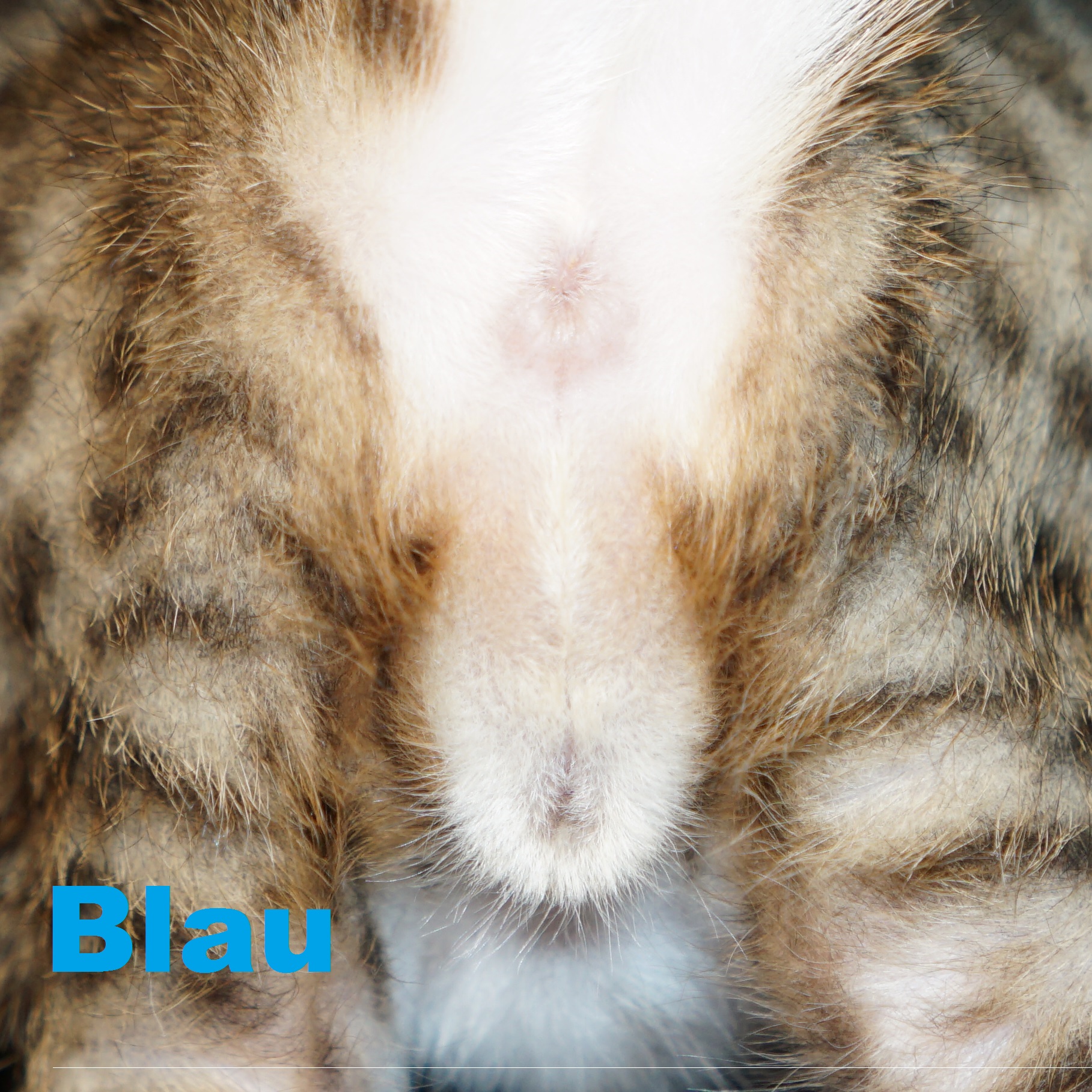 Katzen Babys 4 Wochen Hilfe bei Geschlechtsbestimmung. Mit Bildern der Kitten. Welches Katzen Babys 4 Wochen Hilfe bei Geschlechtsbestimmung. Mit Bildern der Kitten. Welches