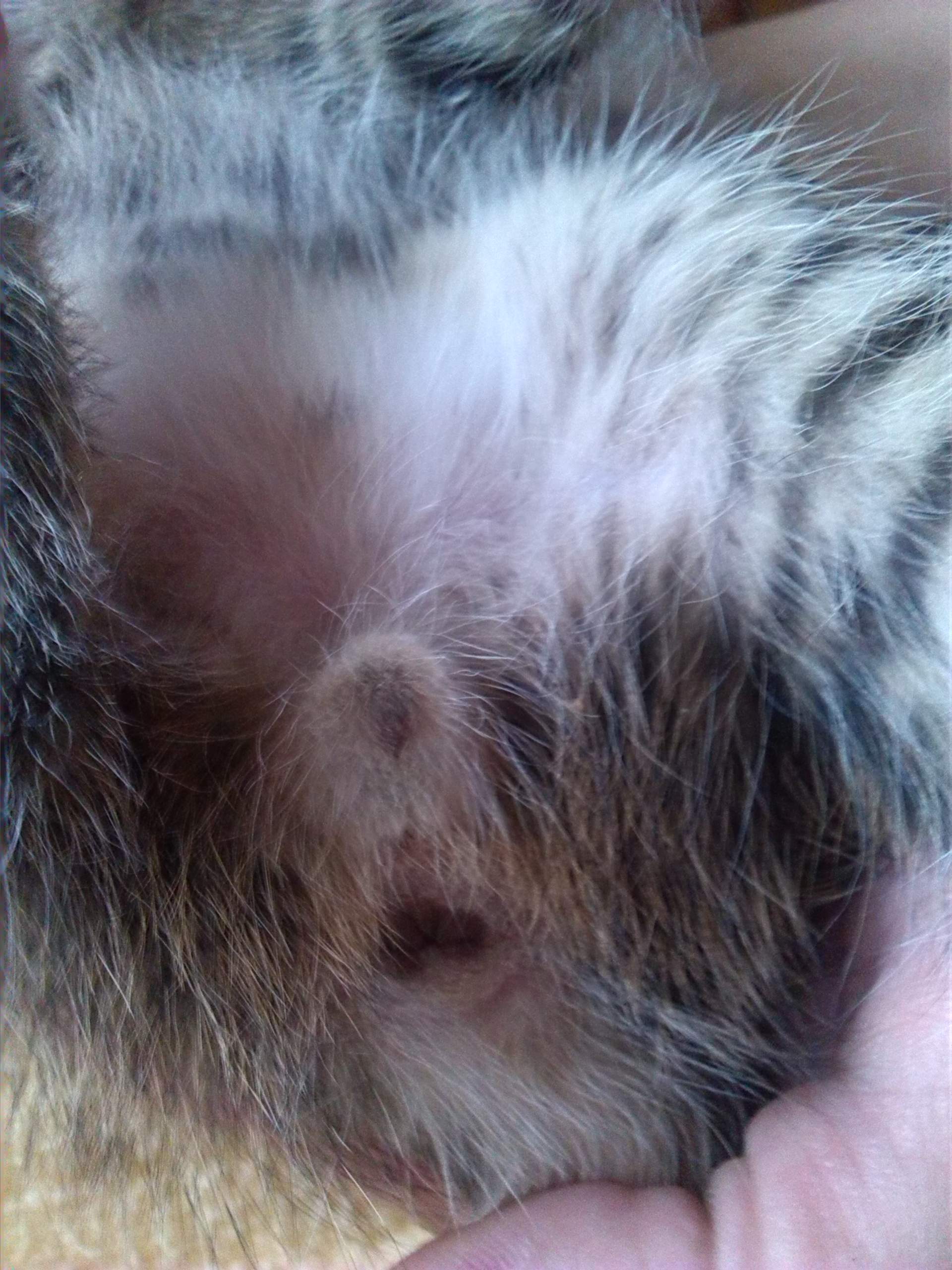 katzen geschlecht bestimmen (Tiere, Katze, Haustiere)