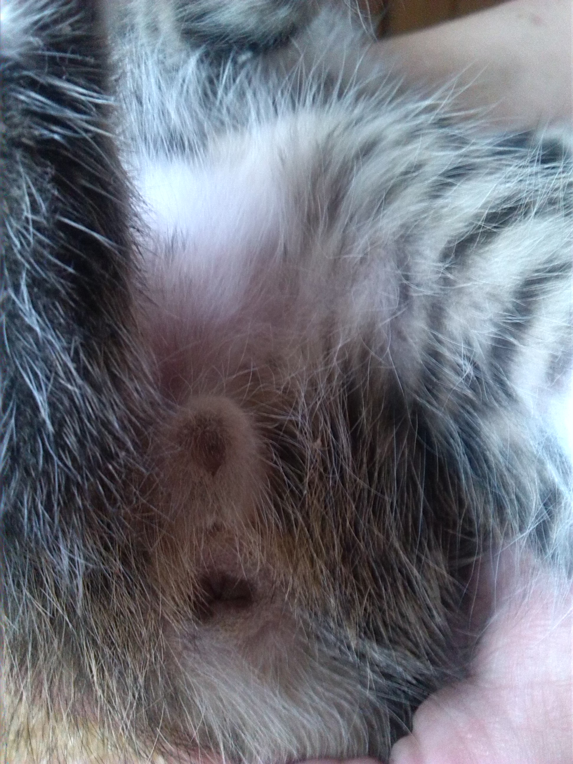 katzen geschlecht bestimmen (Tiere, Haustiere)