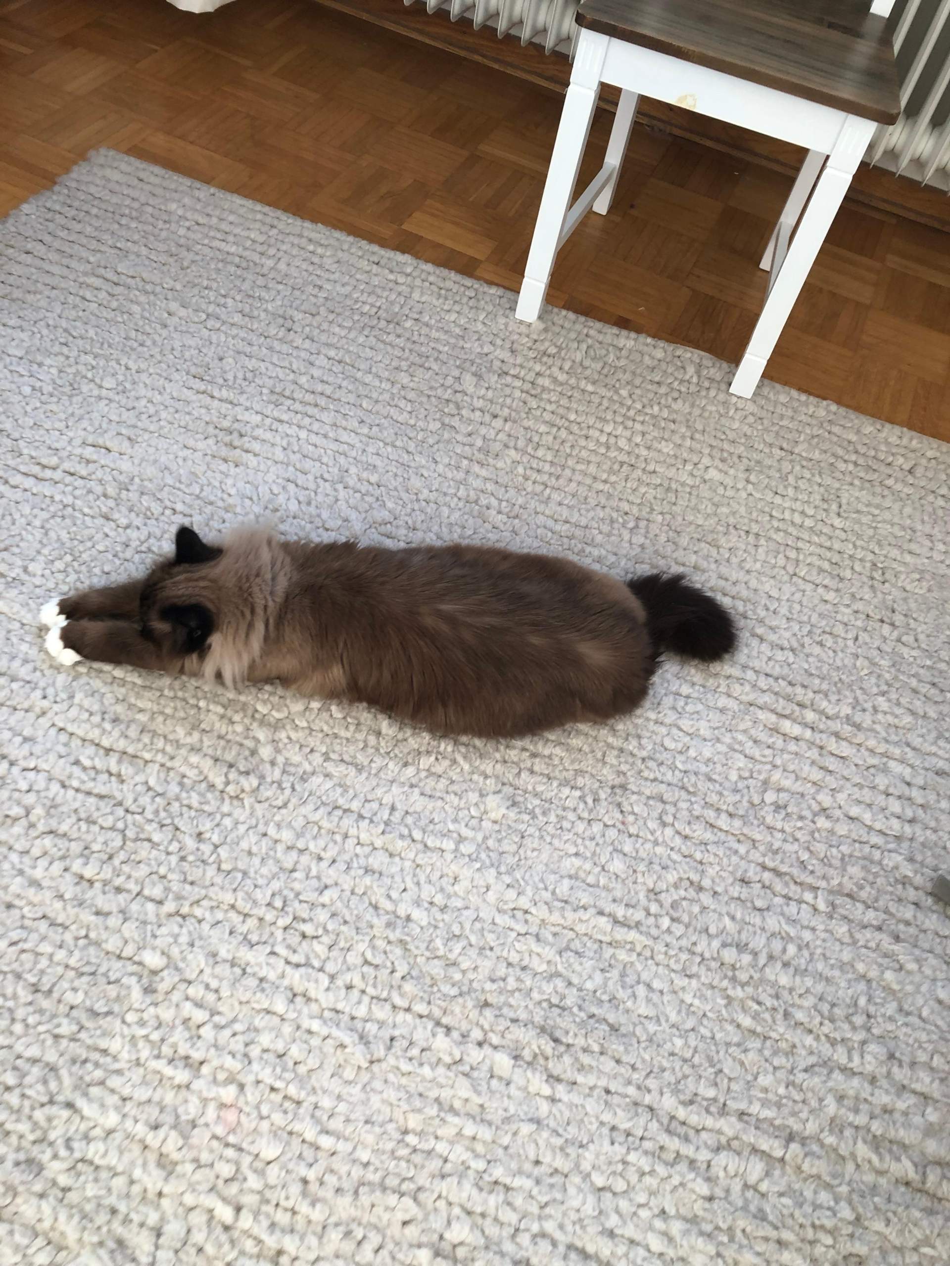 Katzen Hunde Freundschaft? (Hund, Katze)