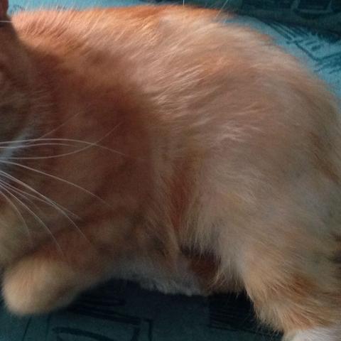 Felllos 👎 - (Katzen, Kater, Kampf)