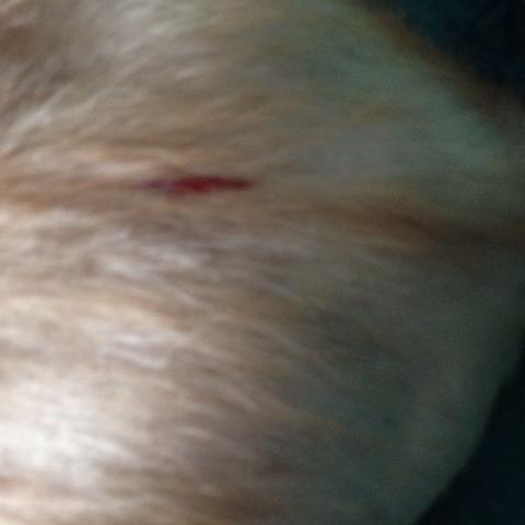 Wunde 👎😭😱 - (Katzen, Kater, Kampf)