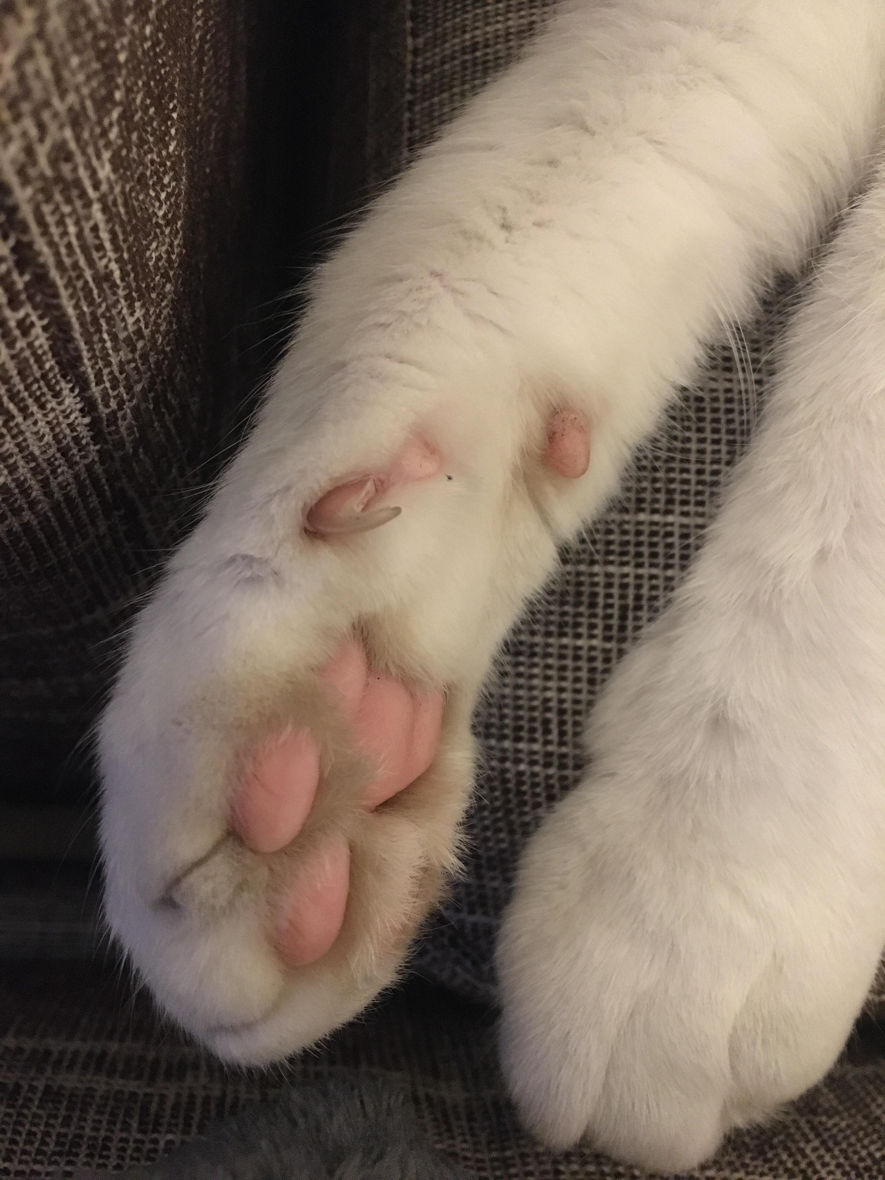katzen kralle zu lang geworden katze krallen schneiden