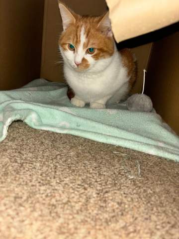 Katzen Nase trocken und schwarze Kruste kommt raus? (Kater, Tiermedizin ...