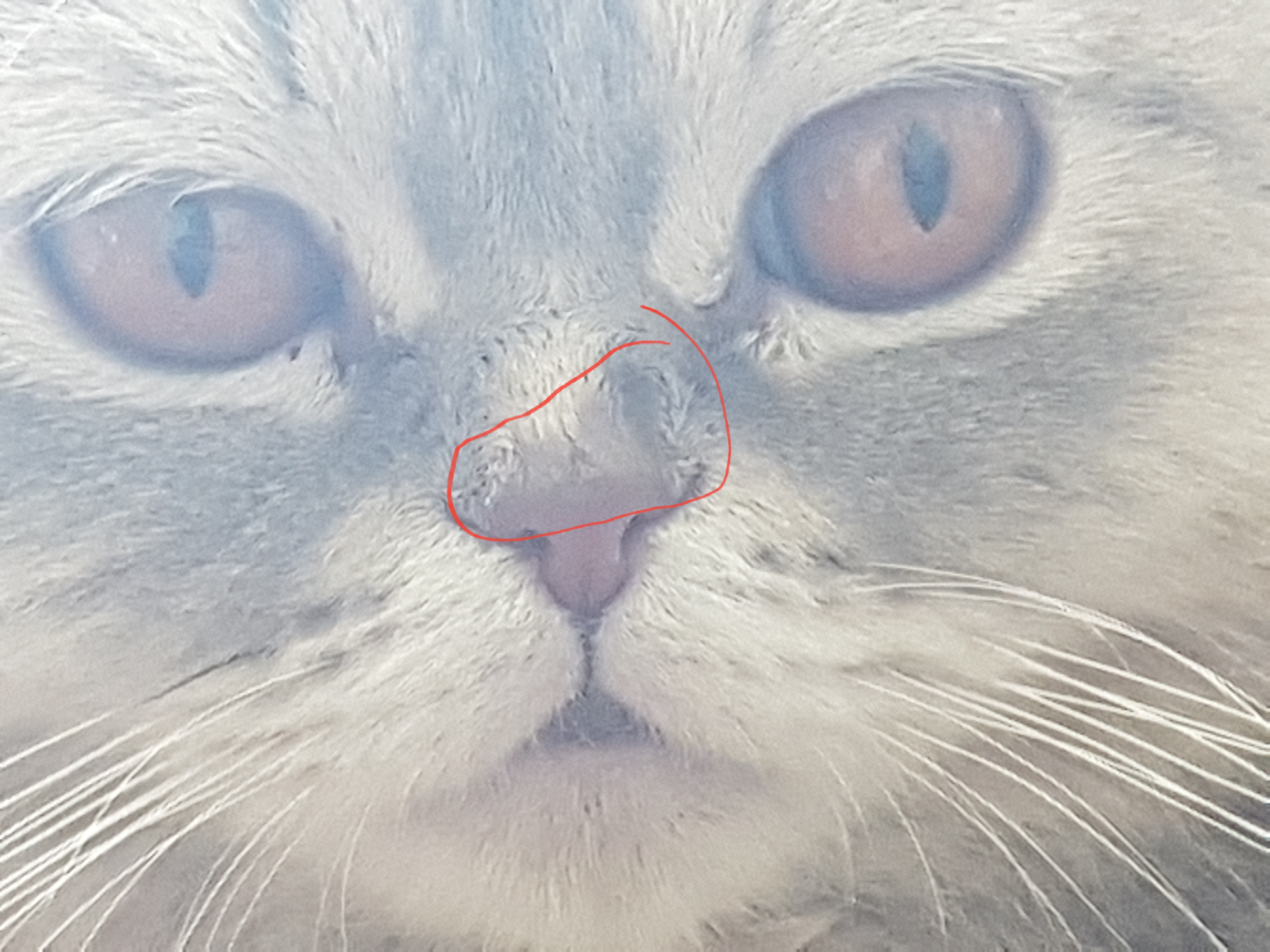 katzen nase viel zu nass katze