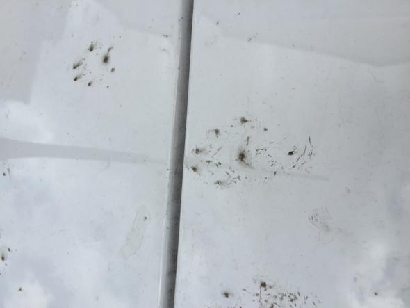 Katzen Oder Marderspuren Auto Tiere Katze