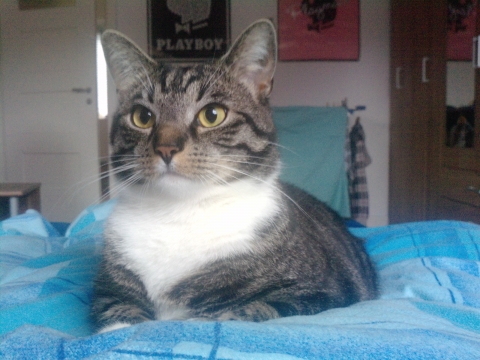 Katzen pinkeln auf´s Sofa und Teppich, was kann ich tun?