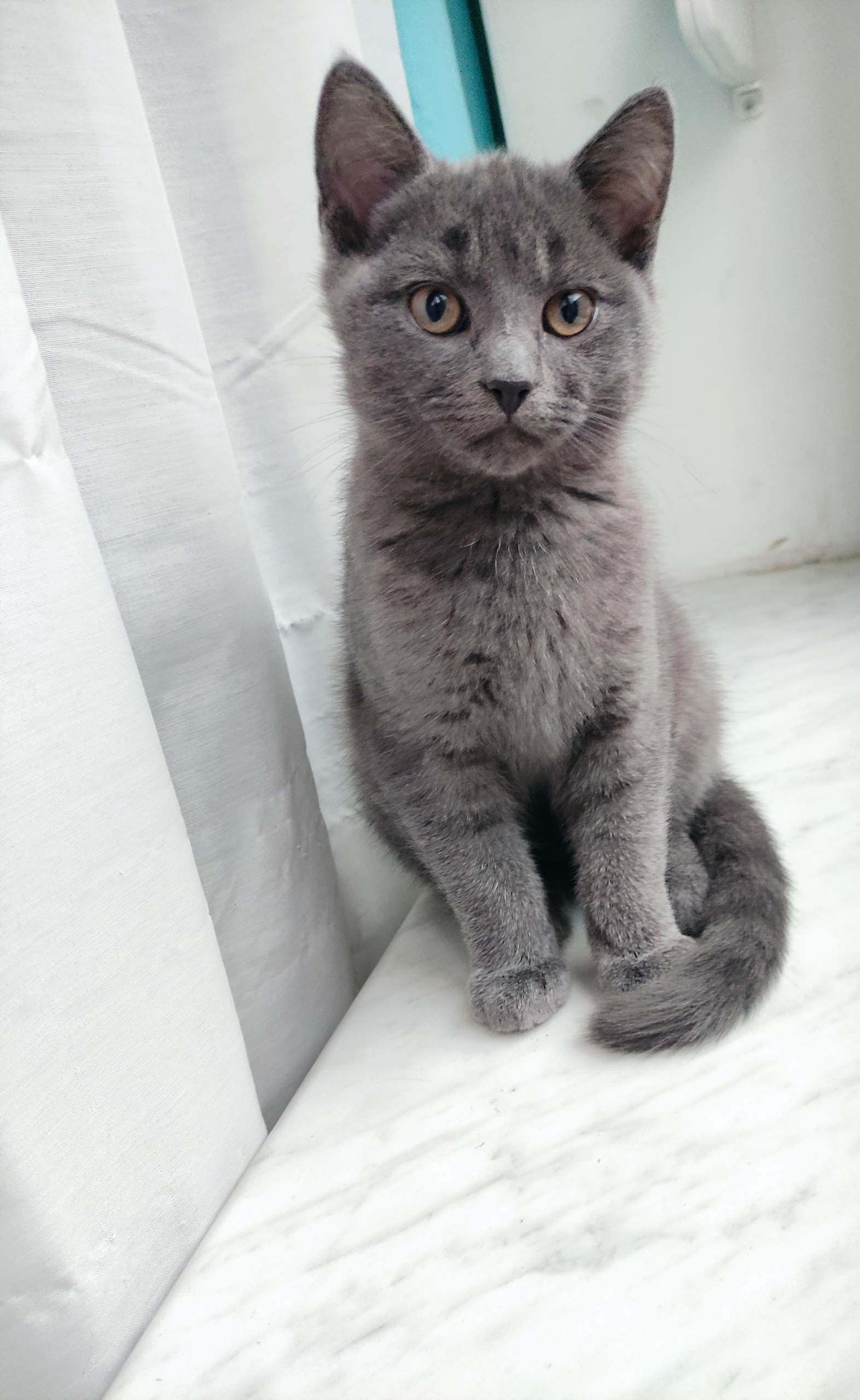 Katzen rasse? (Tiermedizin, Katzenjunges, Katzenrasse)