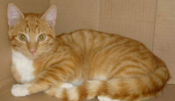 Katzen Rasse Orange Getigert Katze