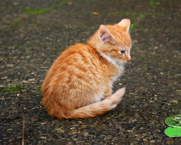 Katzen Rasse Orange Getigert Katze