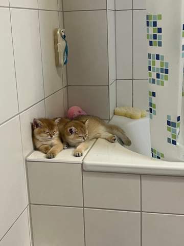 Katzen schlafen so schön am Badewannen Rand aber muss jetzt duschen was soll ich tun?