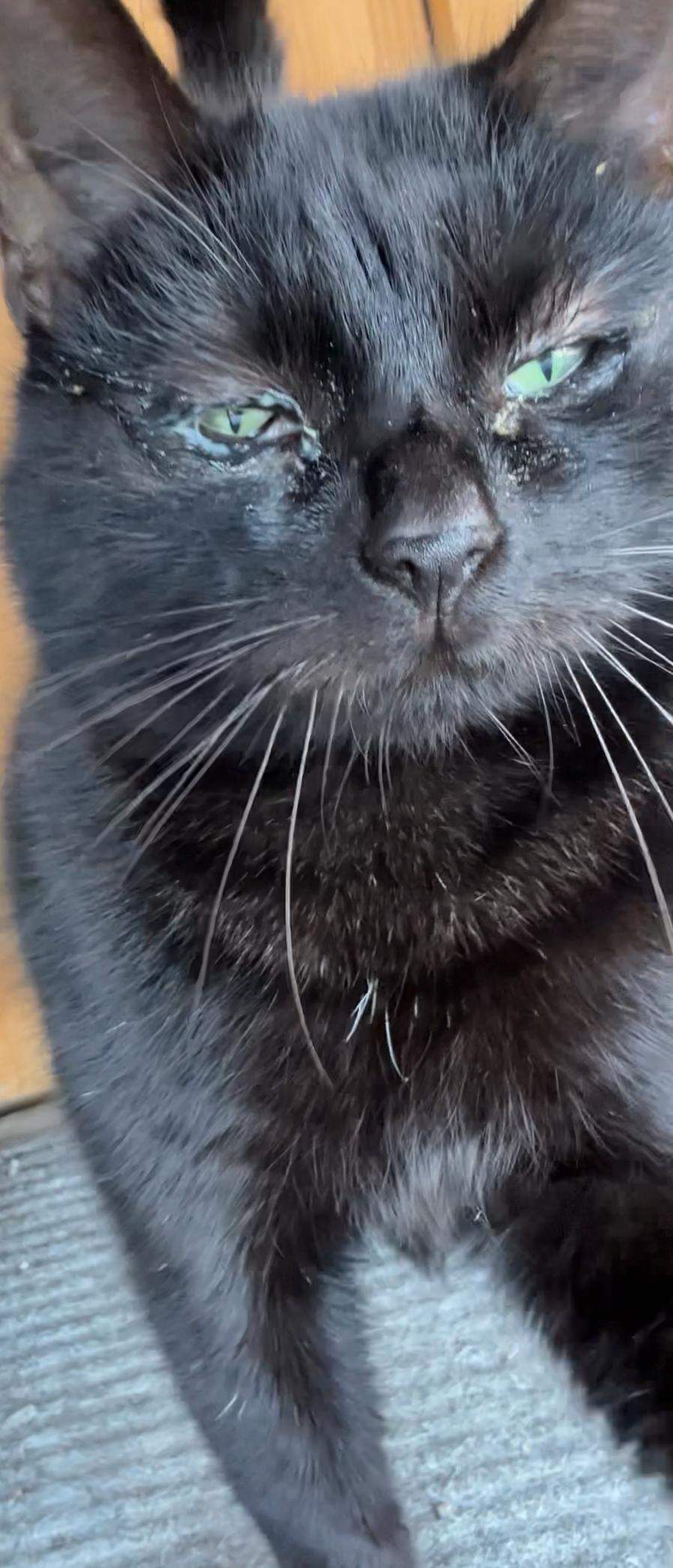 Katzen schlimme Augen? (Entzündung, Tierarzt, Kater)