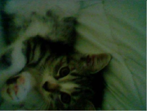 katzen schnurrhaare haustiere