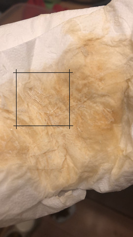 Katzen Urin normal? (Gesundheit, Katze, Urinal)