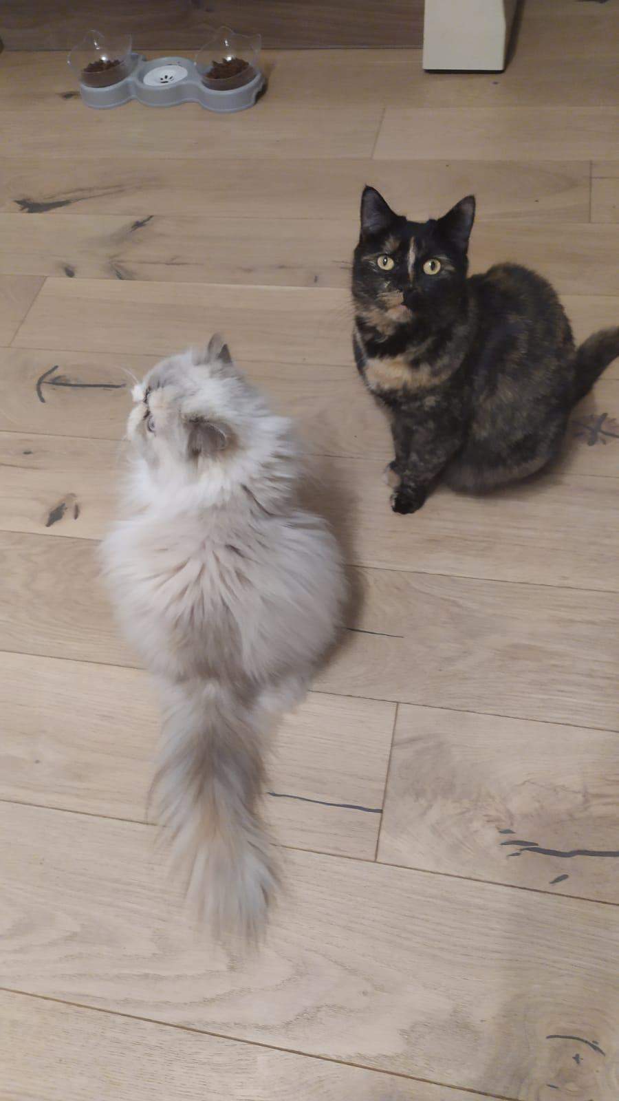 Katzen vertragen sich auf einmal nicht mehr? (Tierhaltung, Katzenhaltung)