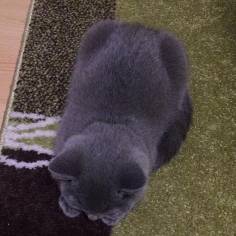 Katzen Wurmkur Paste