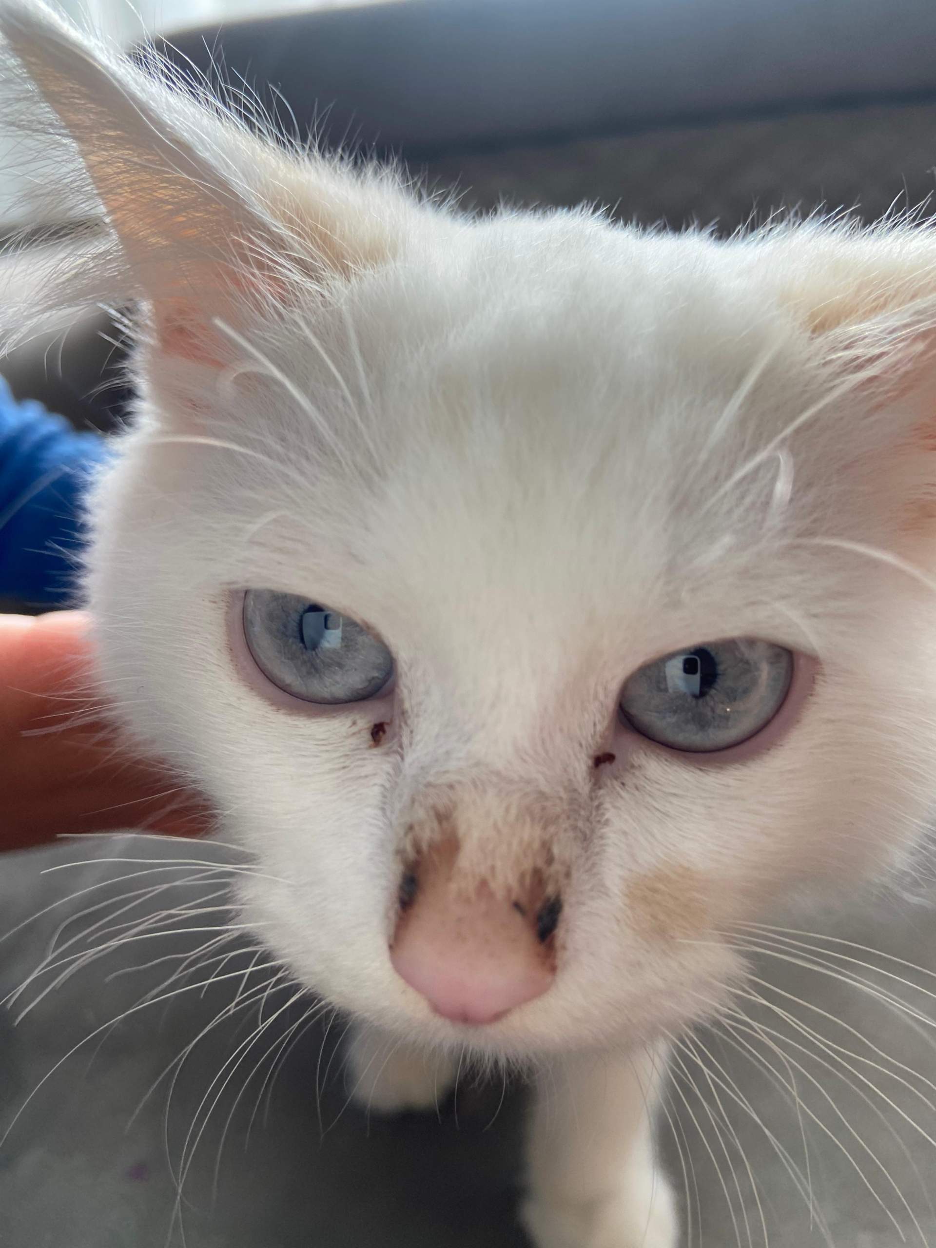 Katzenbaby 13 Wochen alt? (Kater, Katzenjunges, Tiermedizin)