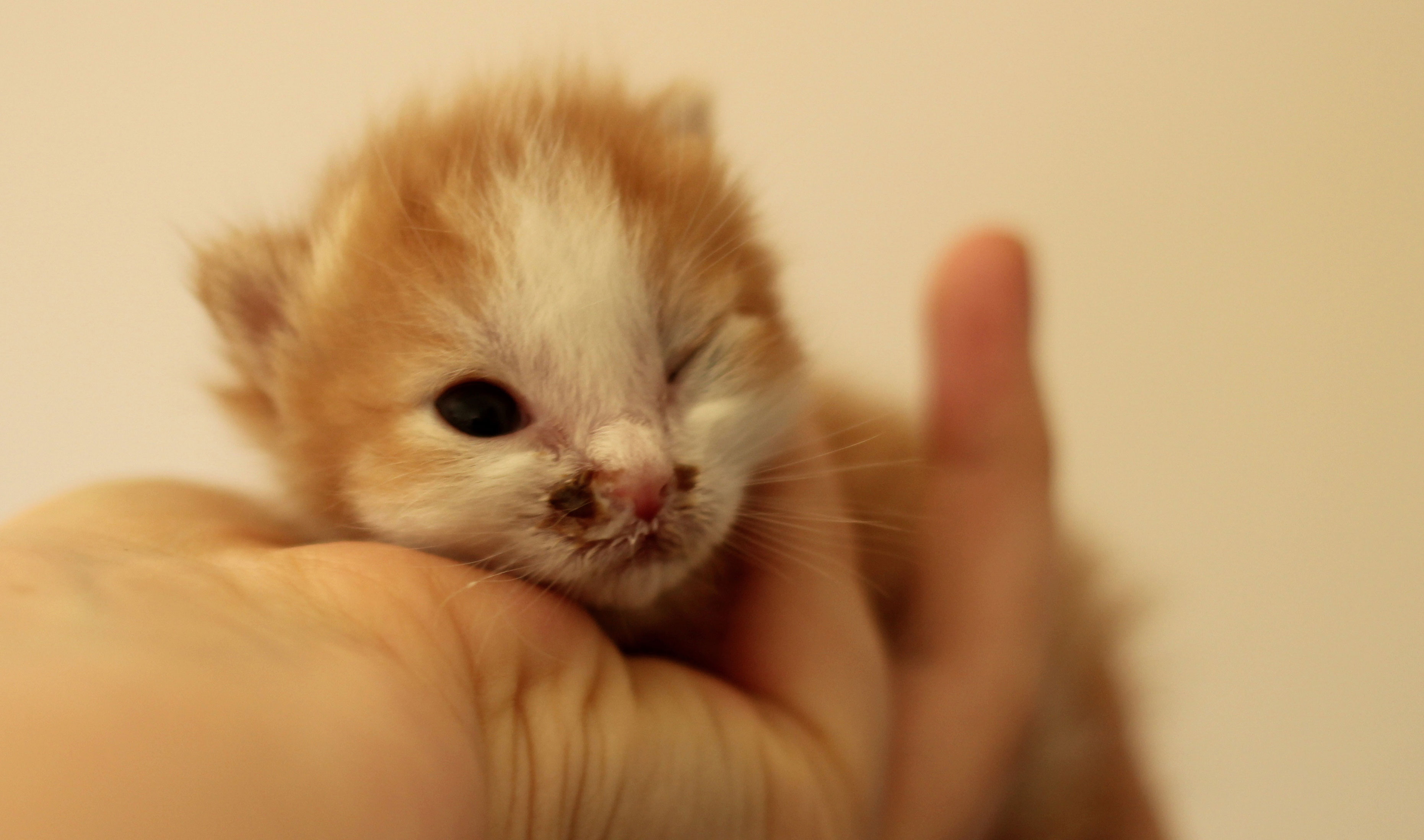 Katzenbaby hat dunkle krustige Flecken an der Nase (Augen, Katze, Kitten)