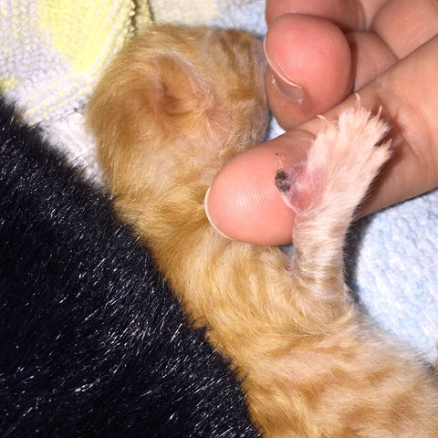 Katzenbaby Hat Entzundene Zehe Katze Katzen Entzundung