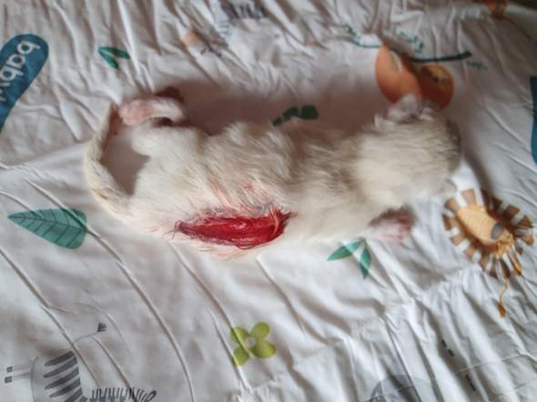 katzenbaby rucken offen katze kater britisch kurzhaar