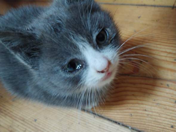Katzenbaby Weint Es Die Mama Ist Gerade Weg Konnen Sie