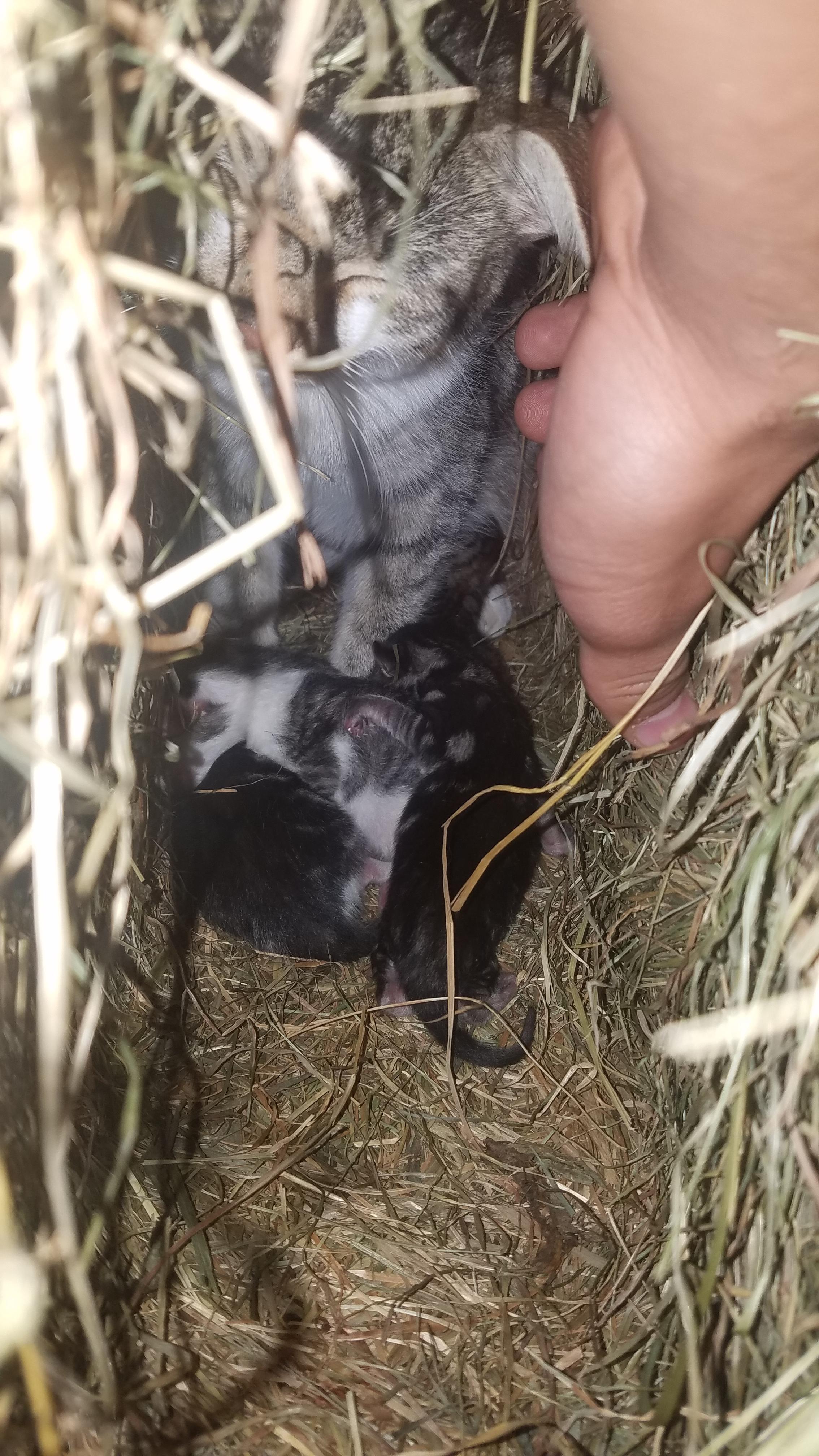 katzenbabys draussen geboren wann reinholen katze katzen