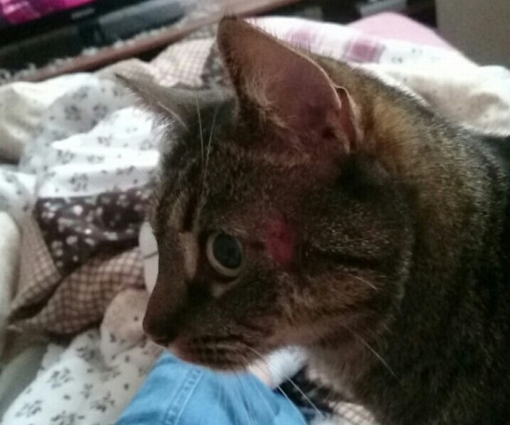 Hatte Jemandes Katze Schon Mal Eine So Rote Stelle Am Kopf S U