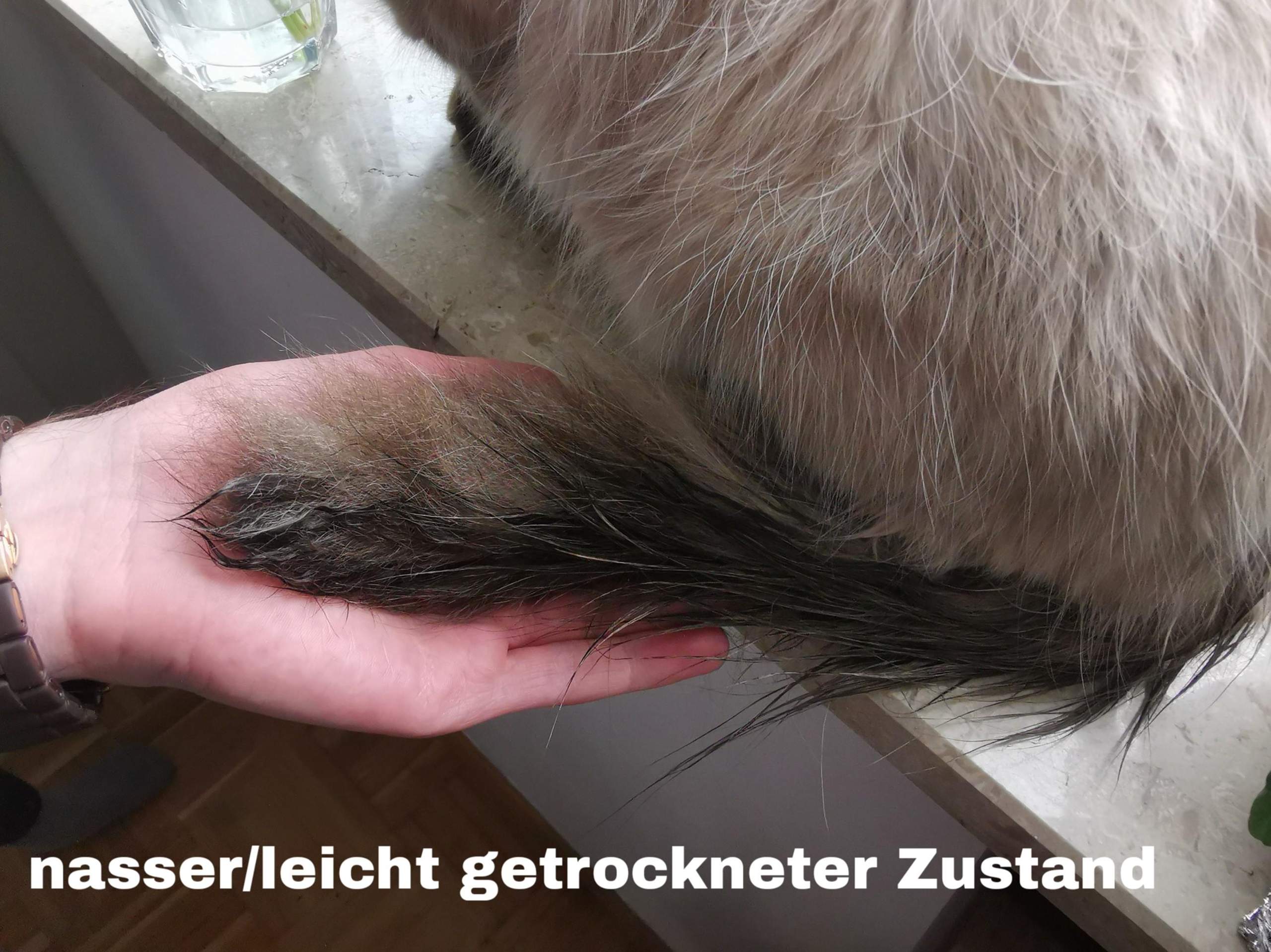 Katzenfell schonend aber gründlich reinigen? (Katze, Fell, Siamkatze)